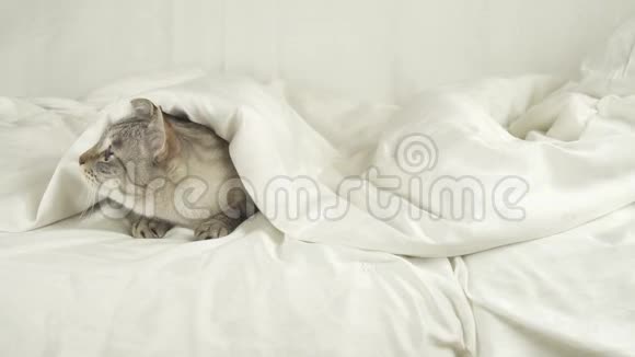 泰国猫躺在毯子下狗跳到床上开着一段猫股票视频视频的预览图