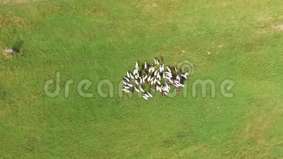 空中射击一群山羊在草地上视频的预览图