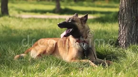 马里诺犬坐在户外的绿色春天草地和休息呼吸训练视频的预览图