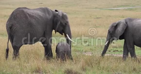 非洲象非洲象集体吃草肯尼亚马赛马拉公园视频的预览图