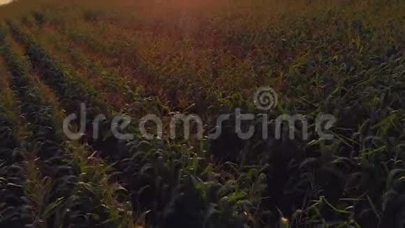 在夏日日落的时候飞过绿色的玉米地视频的预览图
