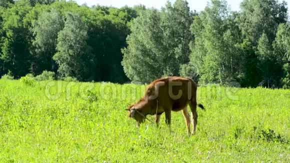 在绿林和蓝天的草地上放牧的牛视频的预览图