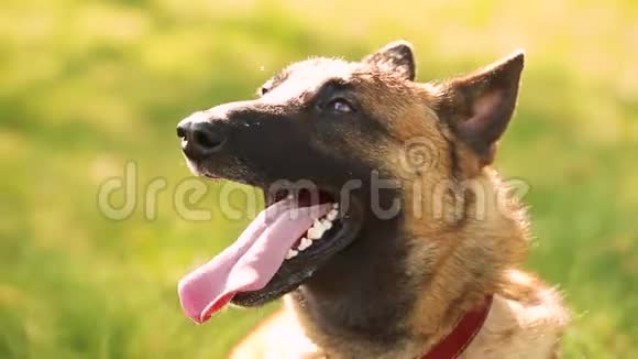 伊利诺斯州狗坐在户外的绿色春草和休息呼吸训练受过良好教育和培训的比利时伊利诺伊州视频的预览图