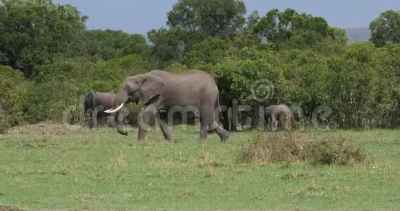 非洲象非洲象穿过布什的团体肯尼亚马赛马拉公园视频的预览图