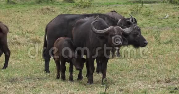 肯尼亚马塞马拉公园的非洲水牛切弗母亲和卡尔夫视频的预览图