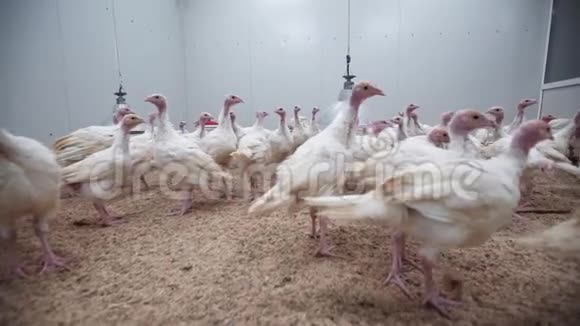 小火鸡小鸡在家禽农场的鸡笼里散步视频的预览图