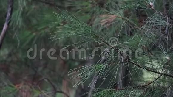 雨点落在松树枝上的特写镜头视频的预览图