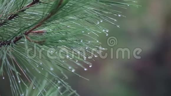 雨点落在松树枝上的特写镜头视频的预览图