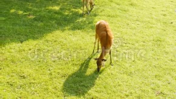 小鹿在草地上吃草视频的预览图