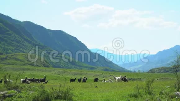 许多山山羊在山谷里走山地景观视频的预览图