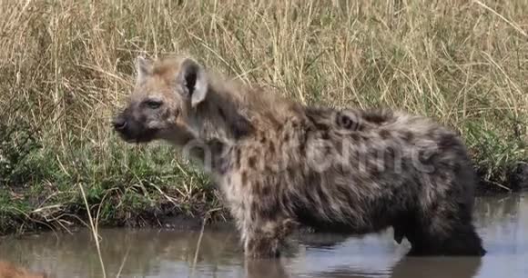 肯尼亚MasaiMara公园HyenacrocutacrocutaYoung站在水中视频的预览图
