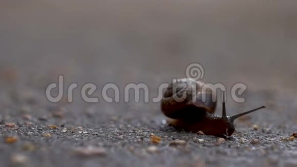 蜗牛在潮湿的柏油路上爬行视频的预览图