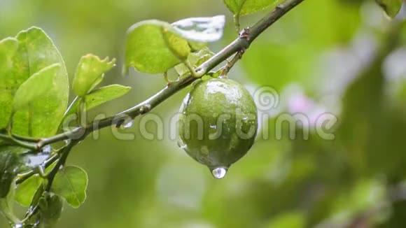 雨水从石灰水中流出视频的预览图