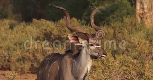 大库杜特雷格拉福斯斯特雷普西塞罗斯男子站在布什桑布鲁公园在肯尼亚视频的预览图