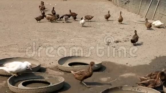 一群鸭子在农场里走来走去视频的预览图