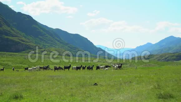 许多山山羊在山谷里走山地景观视频的预览图