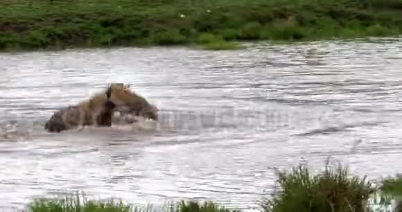 斑点鬣狗鳄鱼在水里玩耍的成年人肯尼亚马赛马拉公园视频的预览图