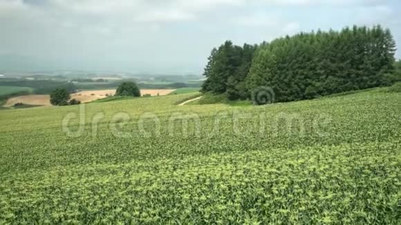 农村美丽的玉米田视频的预览图