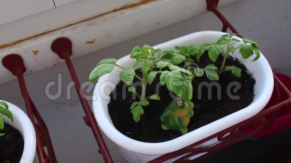 番茄幼苗在阳台上的花盆里生长视频的预览图
