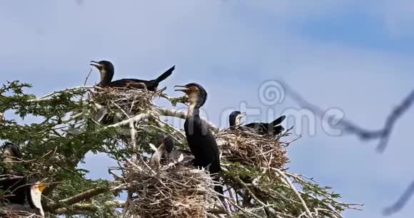 芦苇或长钉非洲巢在树顶奈瓦沙湖视频的预览图