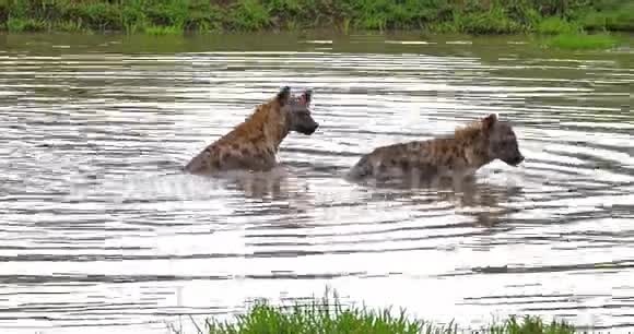 肯尼亚MasaiMara公园Hyenacrocutacrocuta成年人在水中玩耍视频的预览图