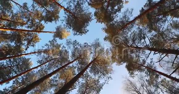 高大的雪松树冠针叶林中的上枝冬松宽角高瘦视频的预览图