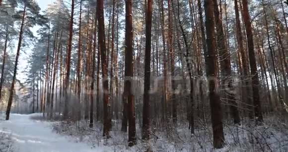 冬季多雪的针叶林冬季森林中的雪路道路道路或小径全景全景视频的预览图