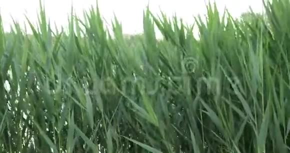 夏日从风中飘来的天然绿色植物草视频的预览图