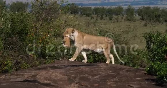 非洲狮子潘特拉里奥母亲带着幼崽在它的嘴马赛马拉公园在肯尼亚视频的预览图