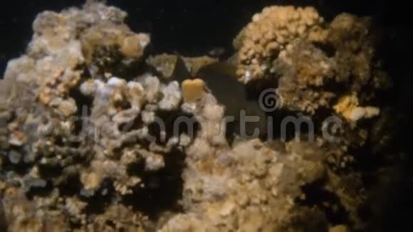 一张藏有黑鱼的珊瑚照片视频的预览图