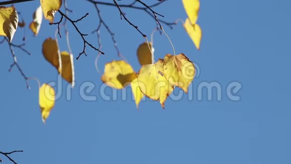 秋天的菩提树在蓝天上落叶视频的预览图