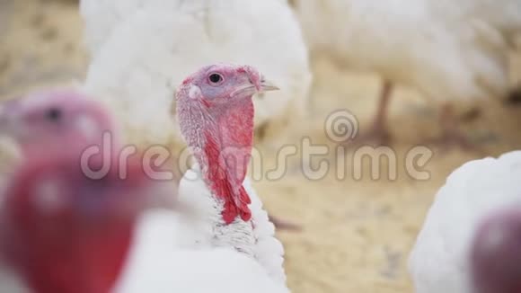 年轻的火鸡在家禽养殖场里环顾四周视频的预览图