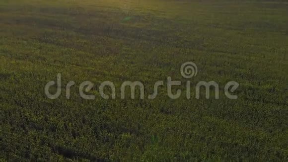 在夏日日落的时候飞过绿色的玉米地视频的预览图