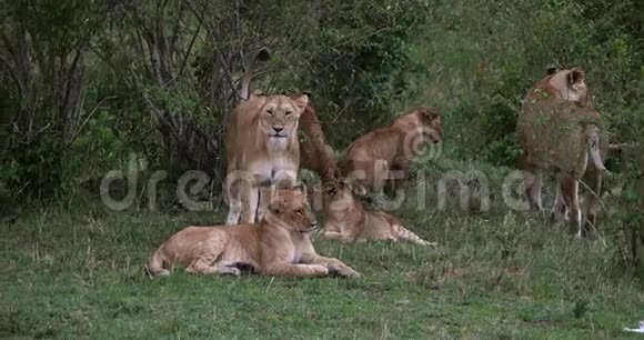 非洲狮子潘特拉里奥小组站在灌木丛马赛马拉公园在肯尼亚视频的预览图