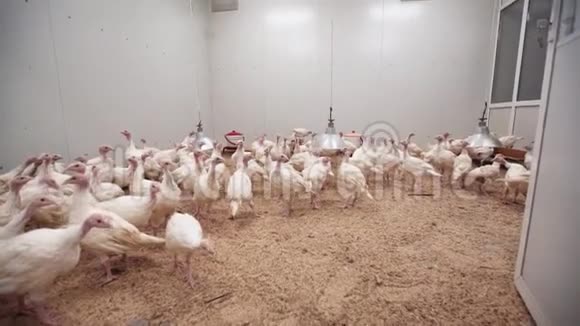 在农场的谷仓里散步的白色火鸡小鸡视频的预览图