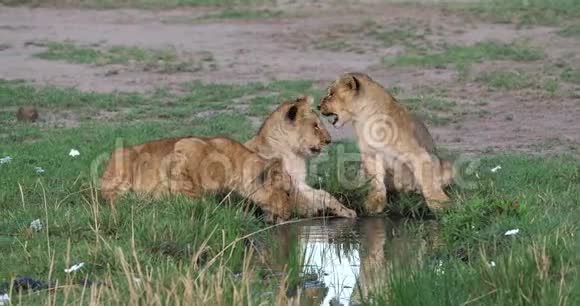 非洲狮豹狮子小熊饮水肯尼亚马赛马拉公园视频的预览图