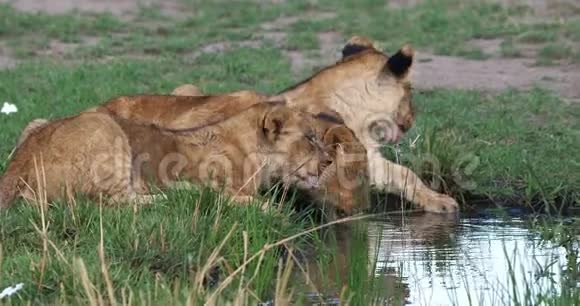 非洲狮子潘蒂拉狮子幼崽饮用水马赛马拉公园在肯尼亚视频的预览图