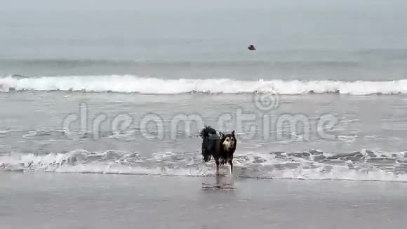 在海岸上遛狗视频的预览图