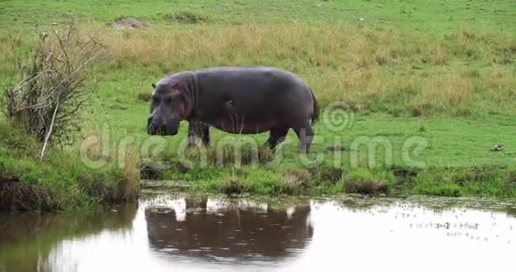 河马河马两栖动物成人近水马赛马拉公园在肯尼亚视频的预览图