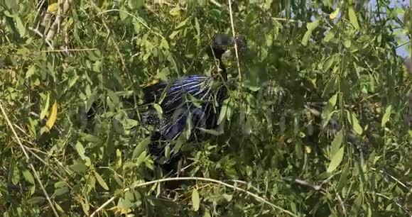 肯尼亚桑布鲁公园秃鹫丙烯酸秃鹫成年栖息在树上视频的预览图