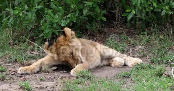 非洲狮子美洲狮幼仔舔爪子肯尼亚马赛马拉公园视频的预览图