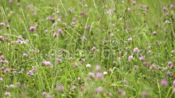 绿色草地上的粉红色野花视频的预览图