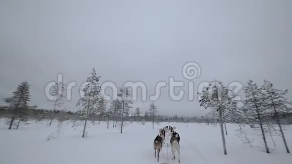 冬天带着狗在树林里旅行视频的预览图