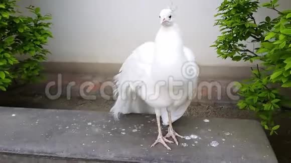 美丽的白孔雀视频的预览图
