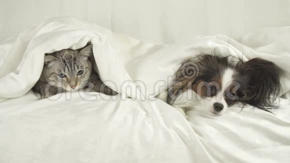 带狗的猫从毯子下面爬出来从床上跳下来录像视频的预览图