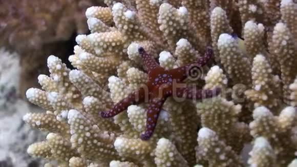 刺红的海星古莫菲亚埃及的珊瑚水下埃及视频的预览图