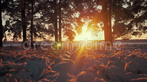 徒步旅行者带着背包在松林中散步日落时覆盖着新鲜的深雪游客步行低角度视野视频的预览图
