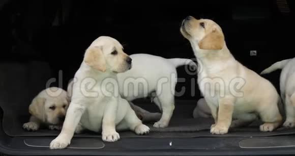 黄色拉布拉多猎犬汽车后备箱中的小狗法国诺曼底慢动作视频的预览图