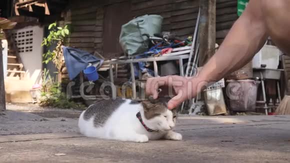 泰国街上的公手宠物成年可爱猫泰国曼谷4K视频的预览图