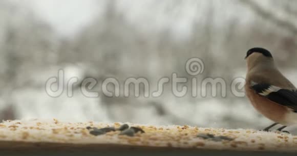 冬季在喂鸟器中啄食灰牛翅的种子视频的预览图